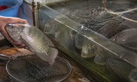 Đi chợ đừng thấy cá còn bơi đã vội mua: Người bán cá tiết lộ điều ít ai để ý