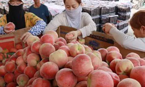 Bé trai làm hỏng 3 quả đào trong siêu thị, cách xử lý của người mẹ được khen "đáng tiền hơn mọi lớp học kỹ năng"