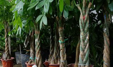 4 cây cảnh có dáng mọc ngược đời, cứ tưởng "lỗi tạo hóa": Có cây mọc rễ từ cành, cây lại ra quả giống hình bàn tay