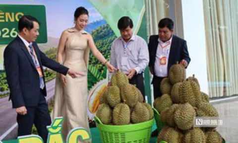 Lần đầu đấu giá sầu riêng tại vườn ở Đắk Lắk, doanh nghiệp trúng lô hàng 24 tỷ đồng