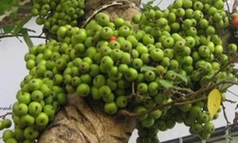 3 lý do vì sao nên trồng một cây sung trong vườn nhà