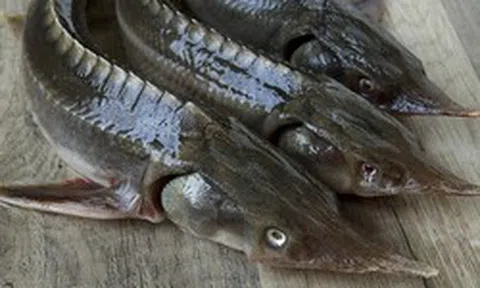 Loại cá có vẻ ngoài xấu xí nhưng lại là "kho báu dinh dưỡng": Thịt dày, ít tanh, giàu omega-3