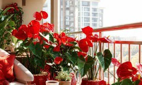 5 cây hợp người mệnh Hỏa