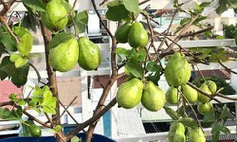 4 lý do vì sao nên trồng một cây ổi trong sân nhà