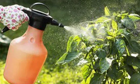 Vì sao nhiều người xịt nước tỏi lên cây? Đơn giản nhưng không phải ai cũng biết