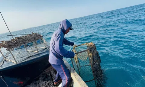 Độc đáo nghề bẫy mực bằng “bóng” tre ở Quảng Ngãi
