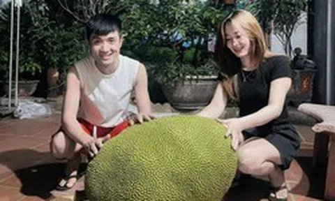 Xuất hiện quả mít 50kg ở Bắc Ninh, mỗi năm chỉ ra 1-2 quả, hương vị gây tò mò