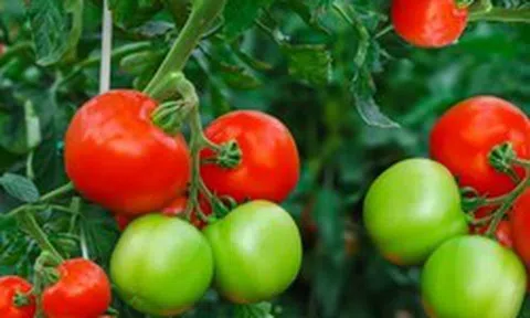 Vì sao không nên ăn cà chua xanh?