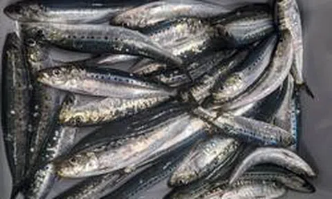 7 loại cá tốt nhất cho sức khỏe: Bất ngờ vì số 1 không phải cá hồi
