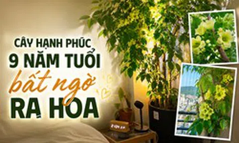 Cây hạnh phúc 9 năm tuổi bất ngờ ra hoa trước ngày bị đem cho, dân mạng đồng loạt nhắn: “Đừng mang nó đi!”