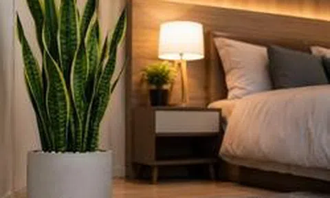 Vì sao ngày càng nhiều người thích để cây lưỡi hổ trong phòng ngủ?