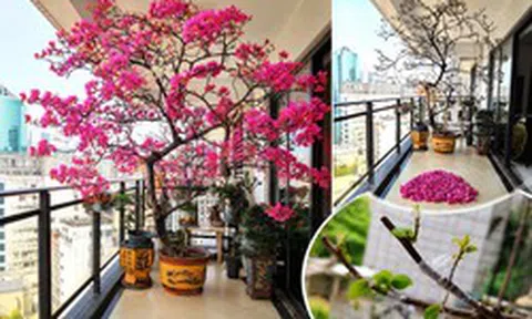 Người phụ nữ trồng hoa giấy suốt 10 năm trong một chiếc chậu nhỏ, cây lớn kín ban công, lúc nở hay tàn đều đẹp như tranh