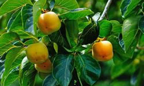 4 lý do vì sao nên trồng một cây hồng trong sân nhà