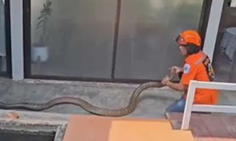 Đang ngồi trong nhà, người dân phát hiện cảnh tượng "nổi da gà" ngoài sân