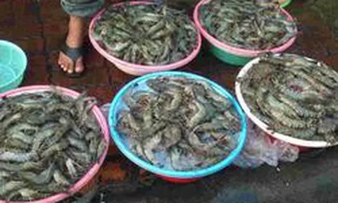 Chủ cửa hàng hải sản 20 năm nói thẳng: 5 loại tôm có cho không cũng đừng lấy, chỉ người "dại" mới mua