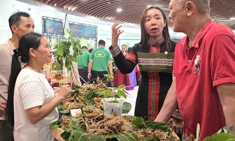 Sâm Ngọc Linh xuống phố, tìm đường đi xa