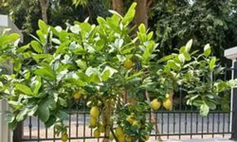 5 lý do nhất định phải trồng một cây chanh trong nhà