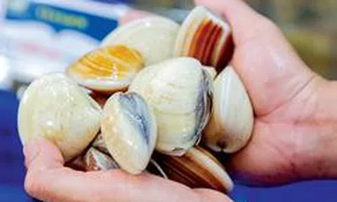 Chủ cửa hàng hải sản 30 năm nói thẳng: 4 loại ngao cho không cũng đừng lấy, ăn không ngon còn "rước bệnh vào thân"