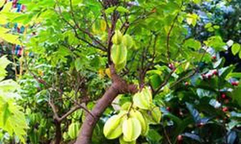 5 lý do nhiều gia đình chọn trồng khế trước nhà, không phải ai cũng biết
