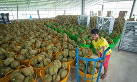 Nhờ ‘đường tắt' qua nước láng giềng Việt Nam, Campuchia đang kiếm bộn ở Trung Quốc, thương lái gom mua ào ào