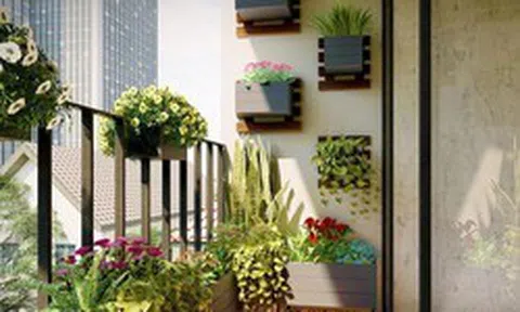 Lời khuyên cho những gia đình đang trồng cây ở ban công
