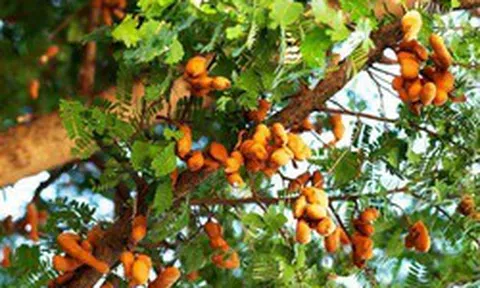 7 loại cây đừng trồng trong nhà: Dễ mang vận xui, có loại mang độc tính