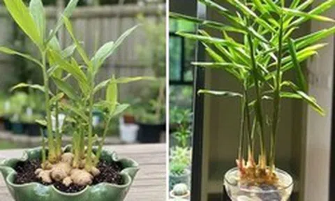 5 lý do vì sao gia đình nào cũng nên trồng một chậu gừng trong nhà
