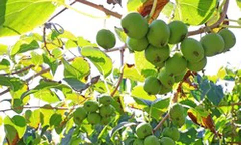 Ít ai ngờ loài cây mọc dại này lại có tiềm năng "khắc tinh" ung thư phổi