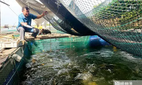 Nỗi lo đằng sau những lồng cá bạc tỷ trên sông Gianh