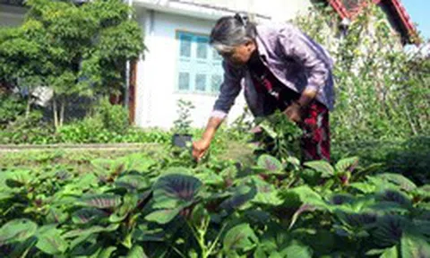 Tôi nhờ mẹ chồng lên ở cùng và hứa gửi bà 6 triệu/tháng nhưng bà nói một câu khiến dự định tan tành