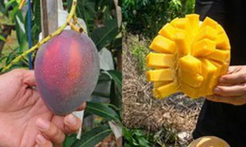 Bỏ việc về quê bán hoa quả, 1 tháng bán được 15 tấn xoài, thu nhập cao hơn lương văn phòng