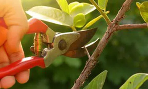 6 loại cây cần cắt tỉa ngay trong tháng 8