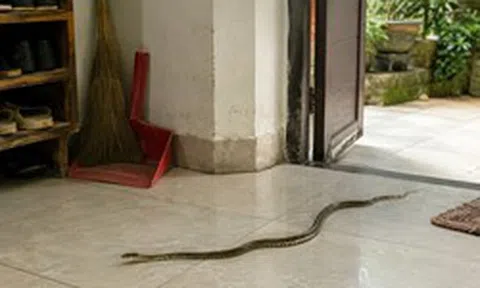 Rắn bò vào nhà có trẻ nhỏ nên làm gì đầu tiên?