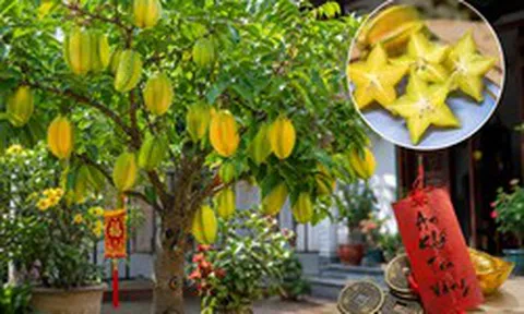 4 lý do khiến nhiều người ngày càng muốn trồng cây khế trong nhà
