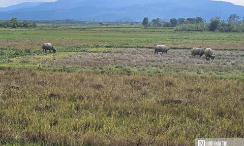 Bài toán nan giải khi nông dân "quay lưng" với vụ hè - thu