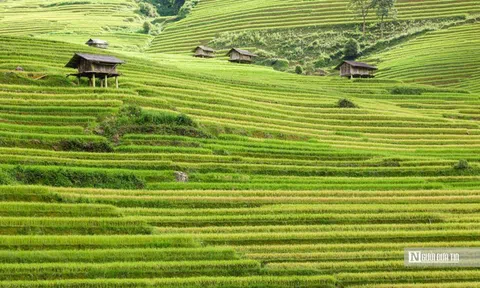 Về quê lập nghiệp: Không phải bước lùi, mà là một lựa chọn trưởng thành