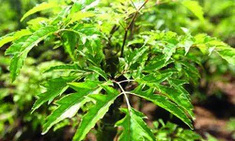 Tin vui cho những người thích dùng lá đinh lăng!