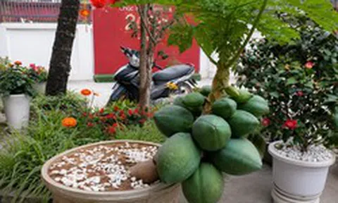 5 lý do nên trồng một cây đu đủ trong nhà