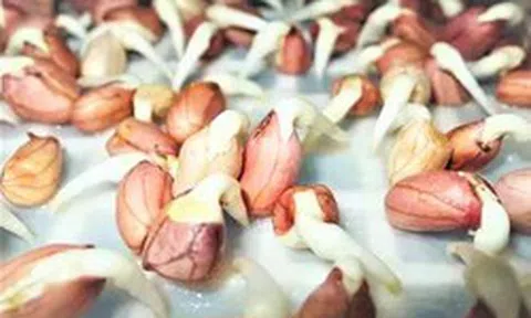5 thực phẩm mọc mầm còn bổ dưỡng hơn hạt củ khô