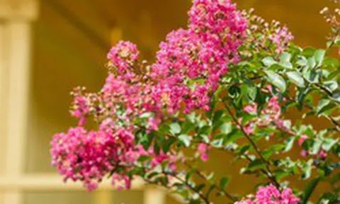 7 loại cây tuyệt đối không nên cắt tỉa trong tháng 9