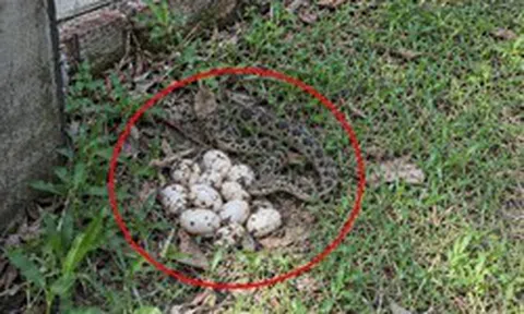 Thấy trứng rắn ở vườn nhà nên làm gì đầu tiên?