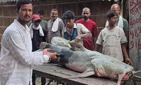 Phát hiện loạt cá lạ có con nặng tới 45kg sau lũ Nepal, người ăn vào bị ốm: Chính quyền lập tức cảnh báo