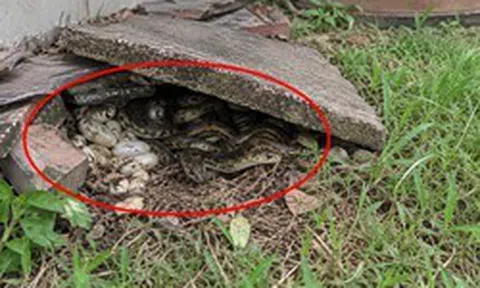 Phát hiện ổ rắn trong vườn nhà nên làm gì đầu tiên?