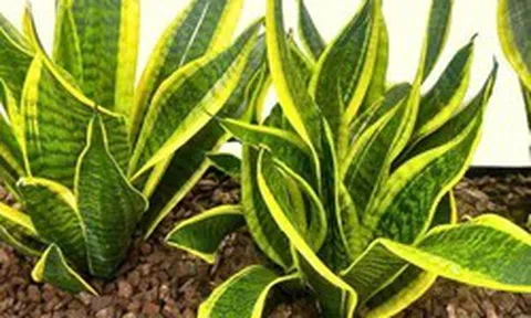 Lời khuyên đến tất cả các gia đình đang trồng cây lưỡi hổ