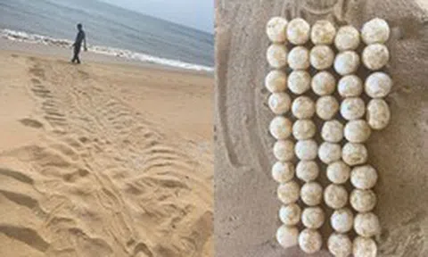 Phát hiện dấu vết dài 2,1 mét và 44 quả trứng lạ trên bãi biển: Cơ quan chức năng báo tin mừng sau đó