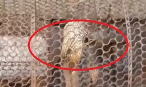 Đặt bẫy bắt chuột, sáng ra cả nhà "đứng hình" vì thứ đáng sợ bên trong