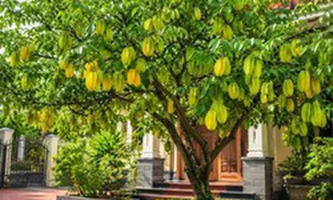 Lời khuyên đến tất cả các gia đình đang trồng cây khế