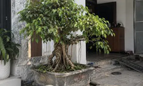4 lời khuyên đến tất cả các gia đình đang trồng cây si