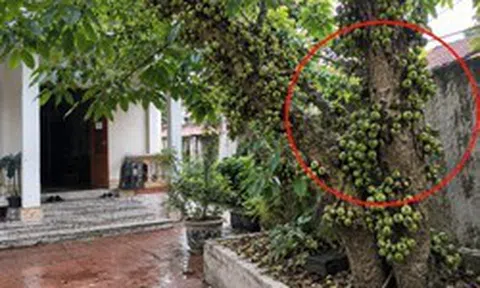 Lời khuyên đến tất cả các gia đình đang trồng cây sung