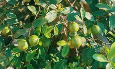 Lời khuyên đến tất cả các gia đình đang trồng cây chanh trong chậu